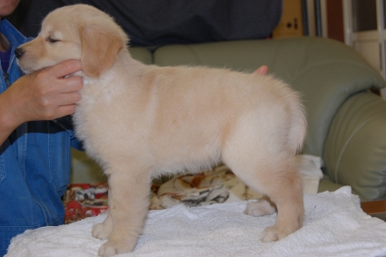 ゴールデンレトリバーの子犬の写真201108226-2