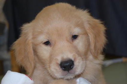 ゴールデンレトリバーの子犬の写真201108223