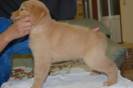 ゴールデンレトリバーの子犬の写真201108223-2