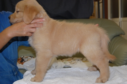 ゴールデンレトリバーの子犬の写真201108224-2