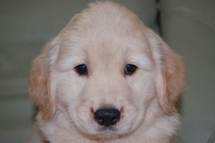 ゴールデンレトリバーの子犬の写真201108225