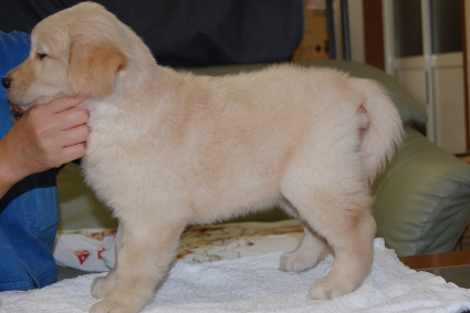 ゴールデンレトリバーの子犬の写真201108225-2