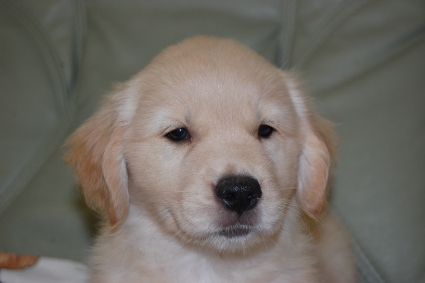ゴールデンレトリバーの子犬の写真201108226