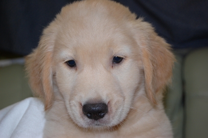 ゴールデンレトリバーの子犬の写真201108221