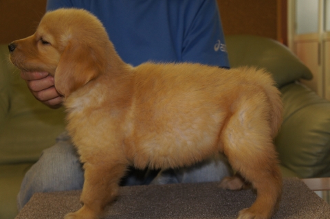ゴールデンレトリバーの子犬の写真201208201-2