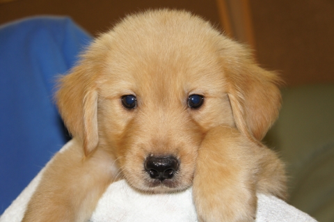 2012年7月29日産まれのゴールデンレトリバーの子犬の写真