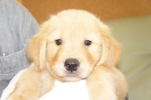 ゴールデンレトリバーの子犬の写真201208201