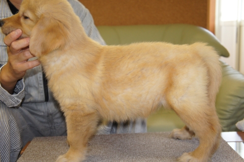 ゴールデンレトリバーの子犬の写真201208201-2