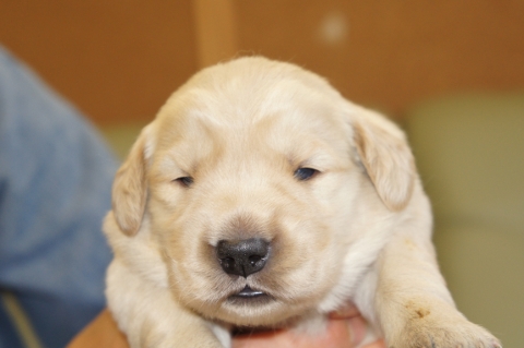 ゴールデンレトリバーの子犬の写真201302222