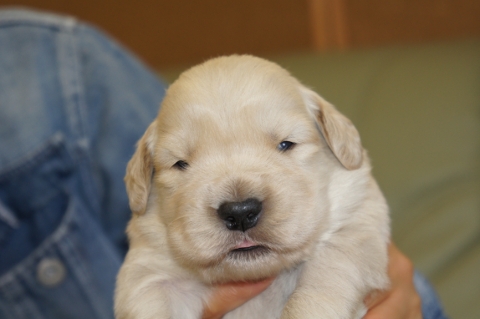 ゴールデンレトリバーの子犬の写真201302223