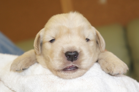ゴールデンレトリバーの子犬の写真201302224