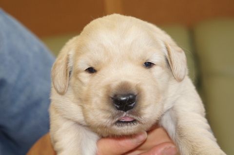 ゴールデンレトリバーの子犬の写真201302221