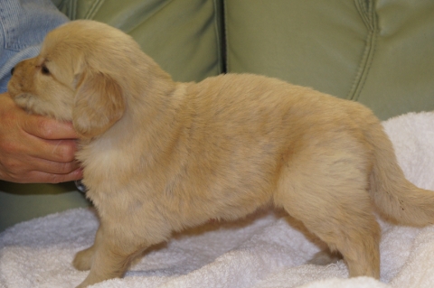 ゴールデンレトリバーの子犬の写真201302225-2
