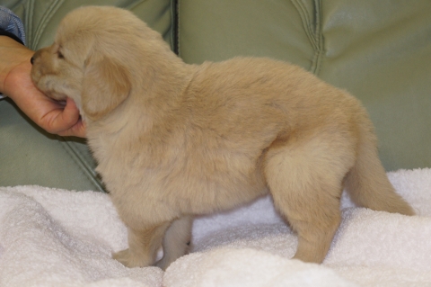 ゴールデンレトリバーの子犬の写真201302221-2