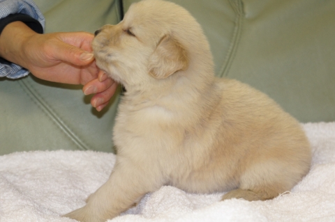 ゴールデンレトリバーの子犬の写真201302223-2