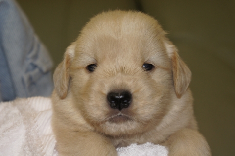 ゴールデンレトリバーの子犬の写真201302224