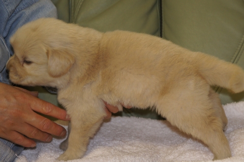 ゴールデンレトリバーの子犬の写真201302224-2
