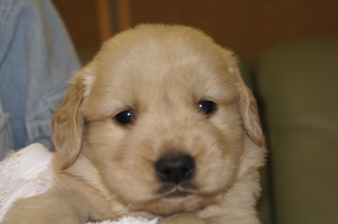ゴールデンレトリバーの子犬の写真201302225