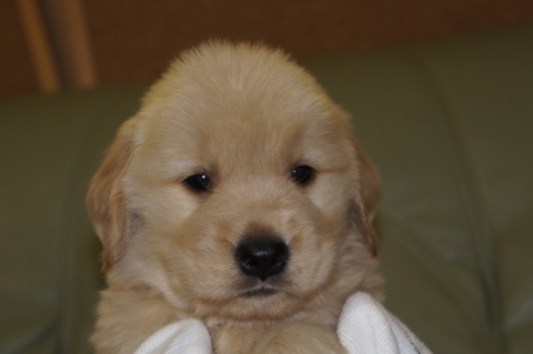 ゴールデンレトリバーの子犬の写真201302221