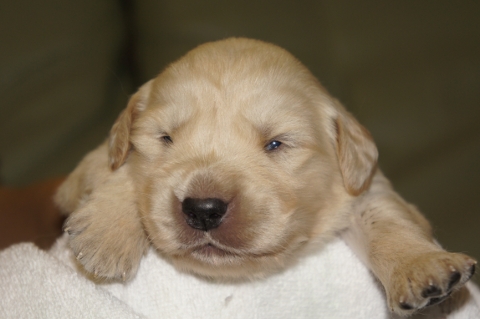 ゴールデンレトリバーの子犬の写真201303196