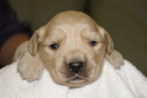 ゴールデンレトリバーの子犬の写真201303199