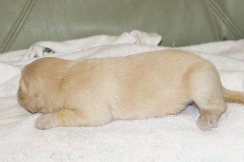 ゴールデンレトリバーの子犬の写真201303199-2