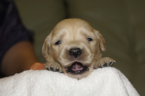ゴールデンレトリバーの子犬の写真2013031910