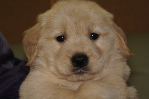 ゴールデンレトリバーの子犬の写真201302225