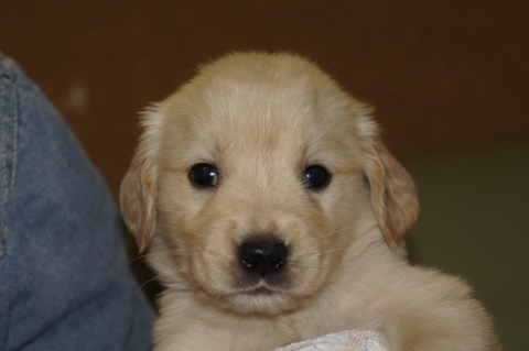 ゴールデンレトリバーの子犬の写真201303198
