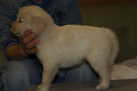 ゴールデンレトリバーの子犬の写真201303198-2