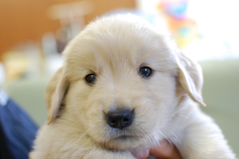 ゴールデンレトリバーの子犬の写真201306185