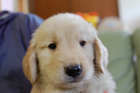 ゴールデンレトリバーの子犬の写真201306182