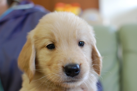 ゴールデンレトリバーの子犬の写真201306181