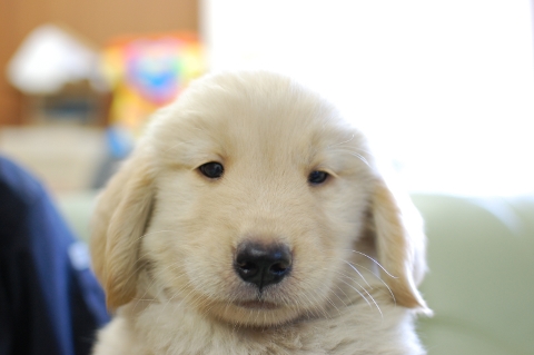 ゴールデンレトリバーの子犬の写真