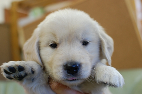 ゴールデンレトリバーの子犬の写真201307162
