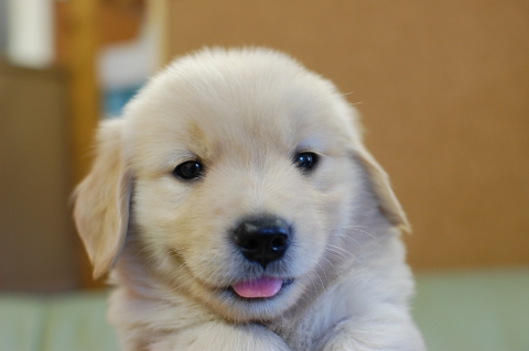 ゴールデンレトリバーの子犬の写真201307165