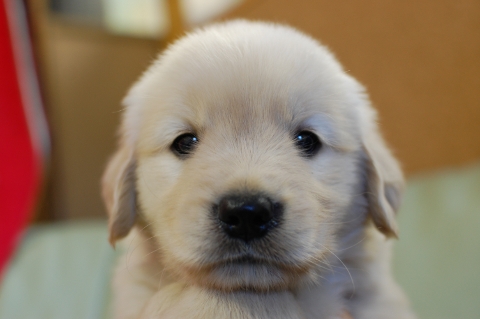 ゴールデンレトリバーの子犬の写真201307161