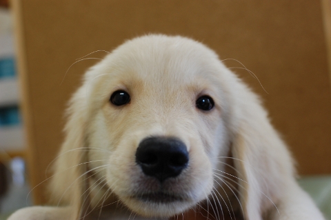 ゴールデンレトリバーの子犬の写真201306183