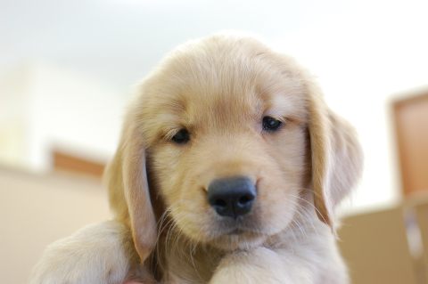 ゴールデンレトリーバーの子犬の写真201406123