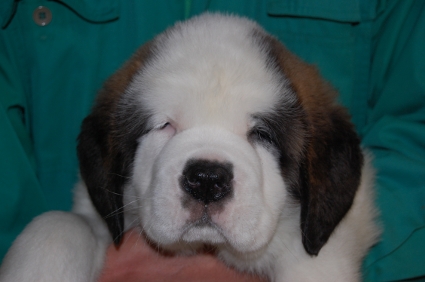 セントバーナードの子犬の写真200902061