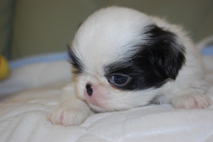狆の子犬