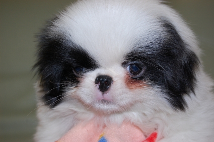 狆の子犬