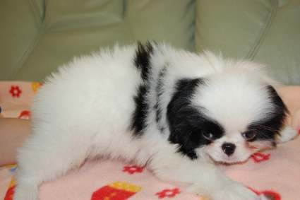 狆（チン）の子犬の写真No.201001011-2