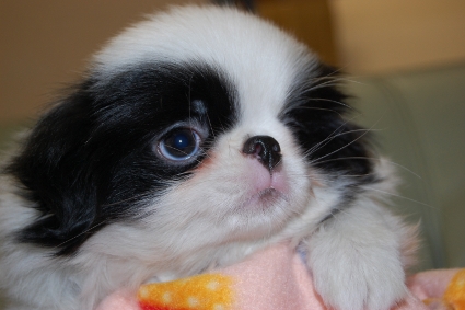 狆（チン）の子犬の写真No.201001011