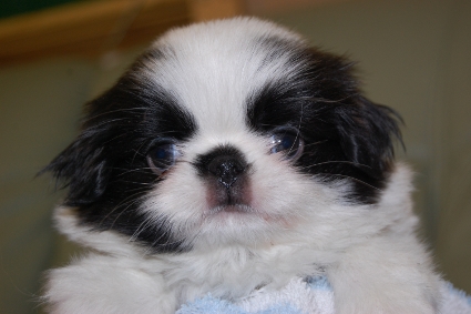 狆（チン）の子犬の写真No.201007071