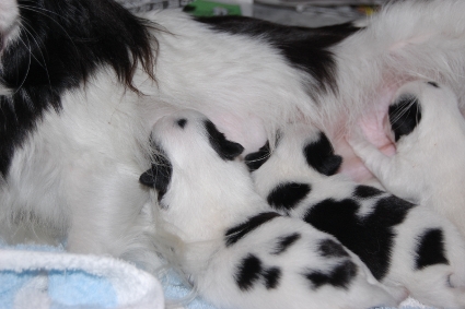 2011年6月15日産まれの狆の子犬の写真