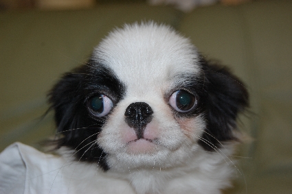 狆（チン）の子犬の写真No.201106152