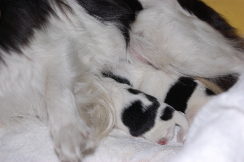 2012年7月12日産まれの狆の子犬の写真
