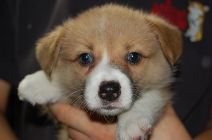 ウェルシュコーギーペンブロークの子犬の写真200906205