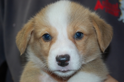 2009年6月20日産まれのウェルシュコーギーペンブローク子犬の写真